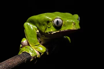 Foto op Canvas The Kambo frog secretes a highly toxic substance to defend itself against predators. In the Amazon, various indigenous tribes use the poison of this frog as part of their customs. © Gino Tuesta