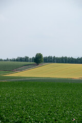 夏の丘の畑に立つシラカバの木
