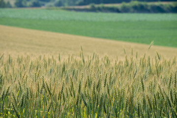 夏の緑の麦畑
