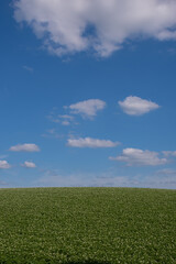 白い花が咲いたジャガイモ畑と青空

