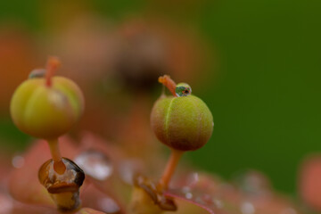 雨上がりのユーフォルビアの種
