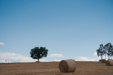 麦ロールと柏の木　美瑛町
