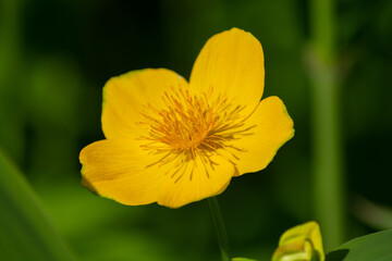春の山のシナノキンバイ
