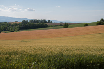 Fototapeta na wymiar 夏の三色の畑作地帯 