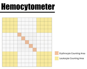 Hemocytometer or Neubauer chamber for erythrocytes and leukocytes counting