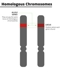 Homologous chromosomes, with allele genes on the same locus. Vector illustration.