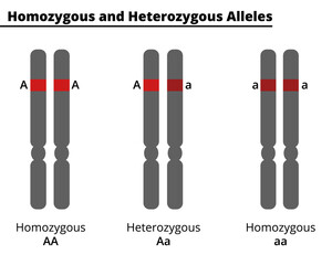 Difference Between Homozygous and Heterozygous. Genotype of a diploid organism on a single DNA site. Vector illustration.
