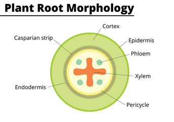 Plant root morphology. Structures presents on a vegetable root. Vector illustration. - obrazy, fototapety, plakaty