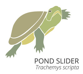 Pond slider turtle green vector illustration. Tortoise isolated on white background. Gorgeous adorable exotic animal. Cute lovely wild aquatic or semiaquatic reptile.