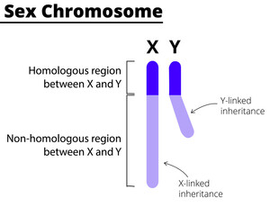 X and Y chromosomes on a white background. X-linked and Y-linked inheritance. Vector illustration.