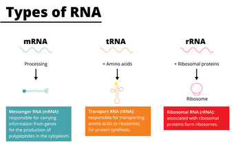 Types of RNA: messenger RNA (mRNA), transport RNA (tRNA), ribosomal RNA (rRNA). Vector illustration.