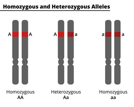 Difference Between Homozygous and Heterozygous. Genotype of a diploid organism on a single DNA site. Vector illustration.