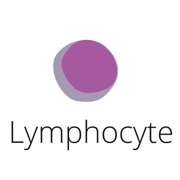 Cells of immune system (immune response). Lymphocyte B and T-cell. Vector illustration on white background.