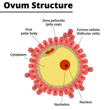 Ovum Structure. Morphology of the ovule. Vector illustration.