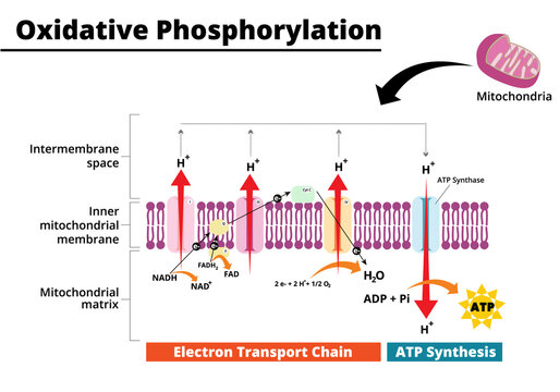 Oxidative phosphorylation process. Electron transport chain. Vector illustration.