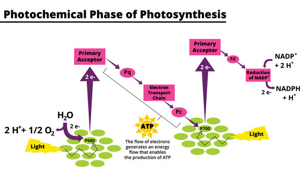 Photochemical phase of photosynthesis. Biological vector illustration diagram scheme. Conversion of light, water, carbon dioxide, oxygen and sugars.