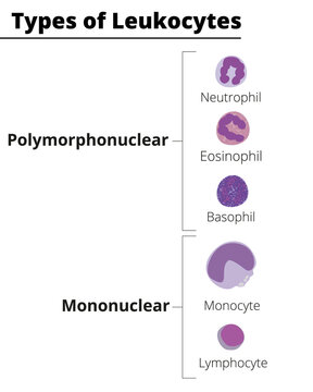 Leukocytes polymorphonuclear and mononuclear. Vector illustration.