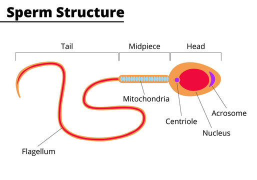 Sperm cell. Morphological structure of spermatozoon. Vector illustration.