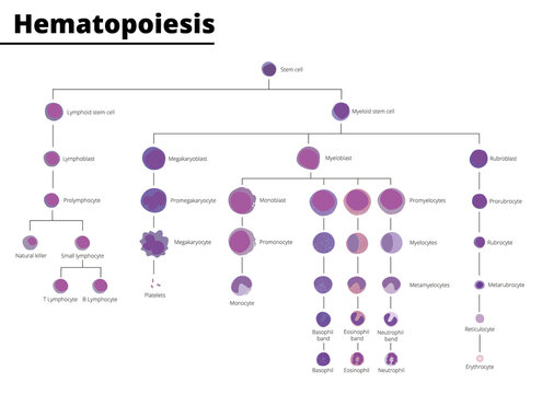 Hematopoiesis differentiation of blood cell types infographic stem cell derived blood cells and immune cells. Vector illustration.