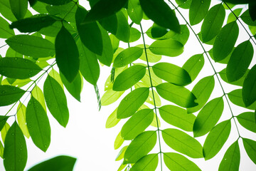 green leaves natural background wallpaper, texture of leaf, leaves with space for text 

