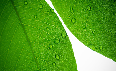 green leaves natural background wallpaper, texture of leaf, leaves with space for text 
