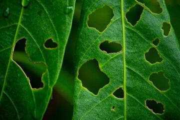 green leaves natural background wallpaper, texture of leaf, leaves with space for text 
