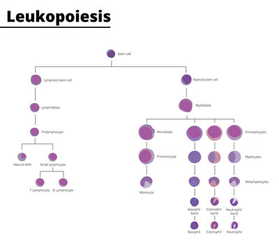 Leukopoiesis differentiation of blood cell infographic stem cell derived blood cells leukocytes. Vector illustration.