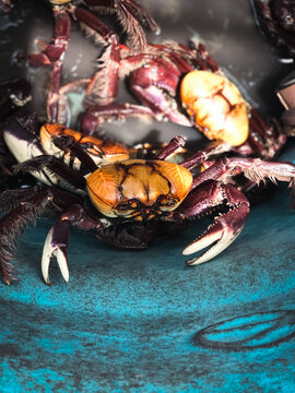 Caranguejos sendo vendidos na praia do Brasil para culin&aacute;ria - Crust&aacute;ceos.