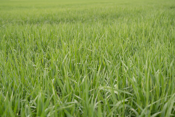 pousses de blés dans un champs