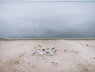 Seagulls on the dam eat food. River and coastline.