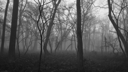 Fototapeta na wymiar 朝霧に包まれた野幌森林公園 / Nopporo Forest Park surrounded by morning mist）
