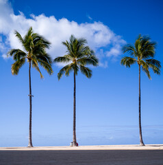 Three Palm Trees on a Sand Beach.