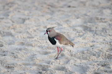 Bird on the beach in Brazil 