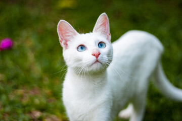 Naklejka na ściany i meble blue eyes white cat