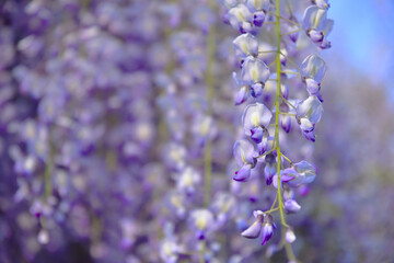 淡い紫色の藤の花