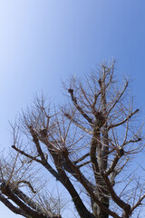 青空の中に立つ落葉した樹木の枝
