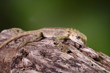Common garden lizard molting on the tree during summer season. Selective focus with copy space