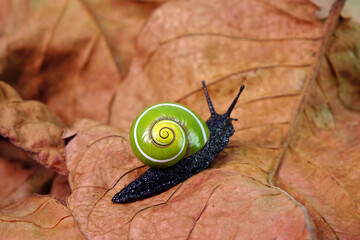 Cuban snail (Polymita picta) world most beautiful land snails from Cuba , its known as "Painted Snails", rare, endangered and protected. Colorful snails, selective focus, copy space © Cheattha