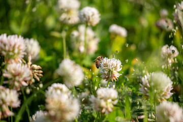 ミツバチとシロツメクサ