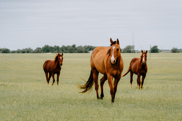 two horses grazing in a field