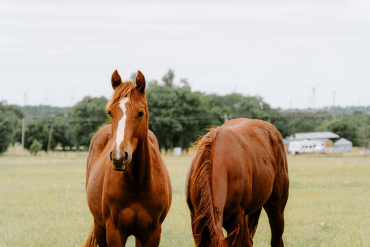 horse in the field