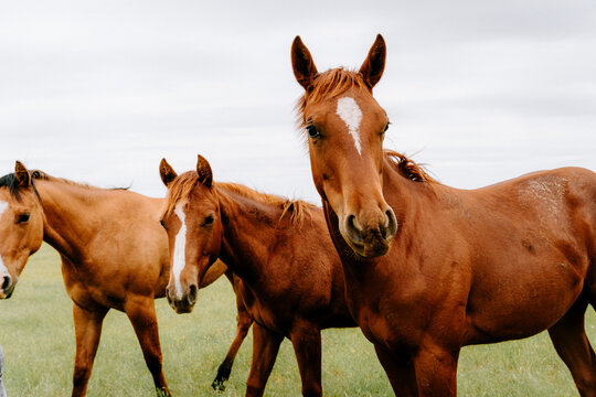 horses in the field