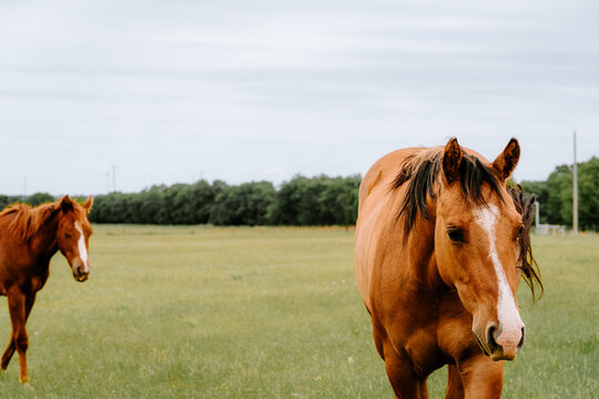 two horses in the field