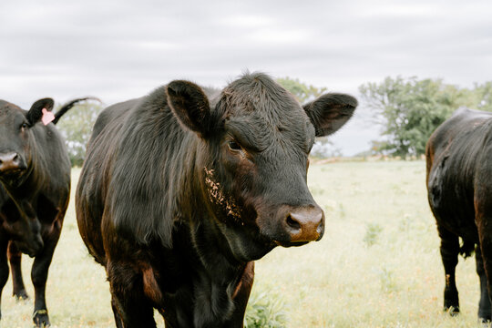 cows in the field