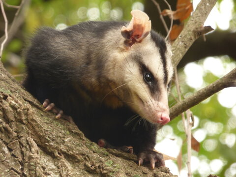 Didelphis albiventris
