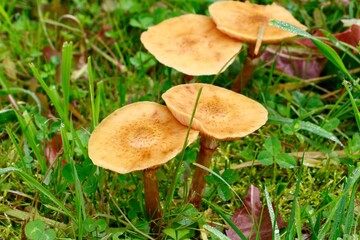 Group of mushrooms in grass