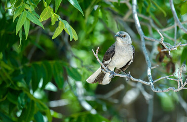 Cute Bird on a Tree Branch
