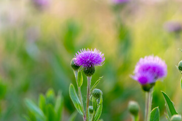 Fototapeta premium thistle on colorful bokeh background. 