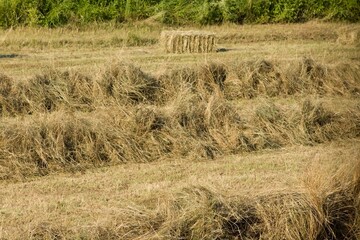 Making bales of hay