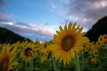 Fototapeta premium sunflower in the field